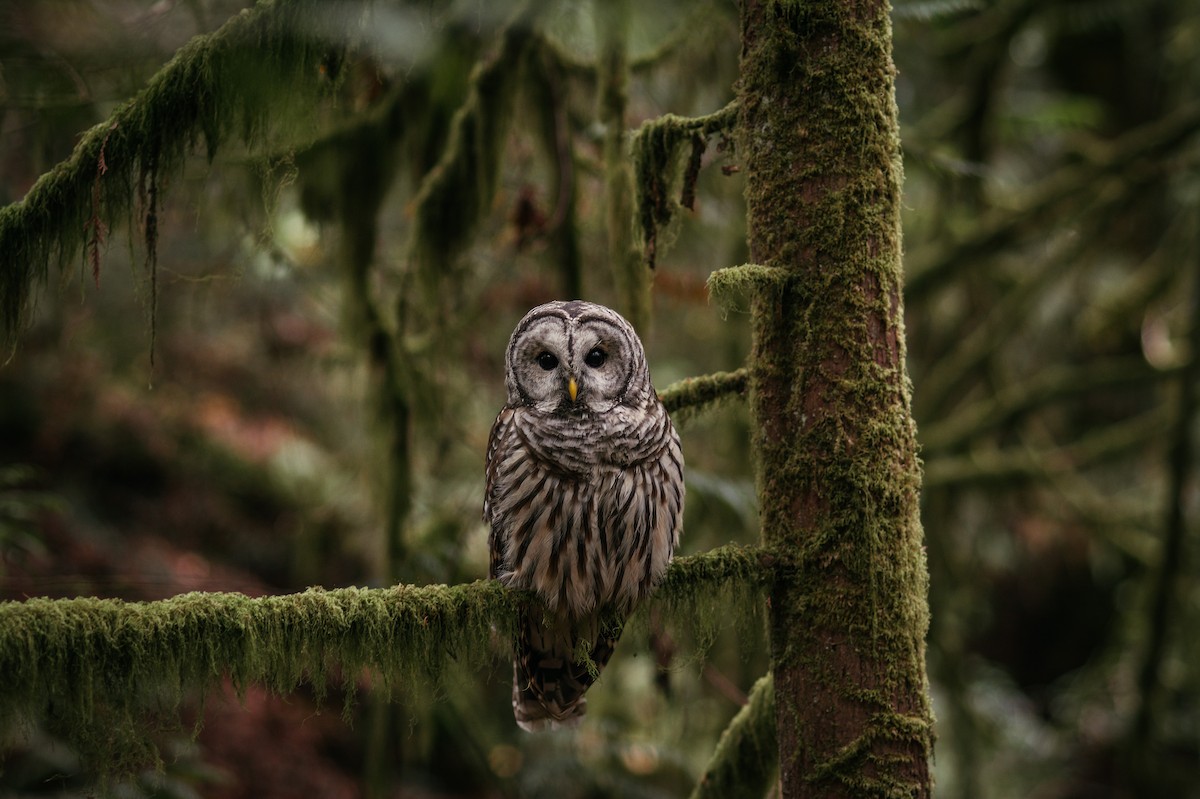 Barred Owl - Rhianna Truex