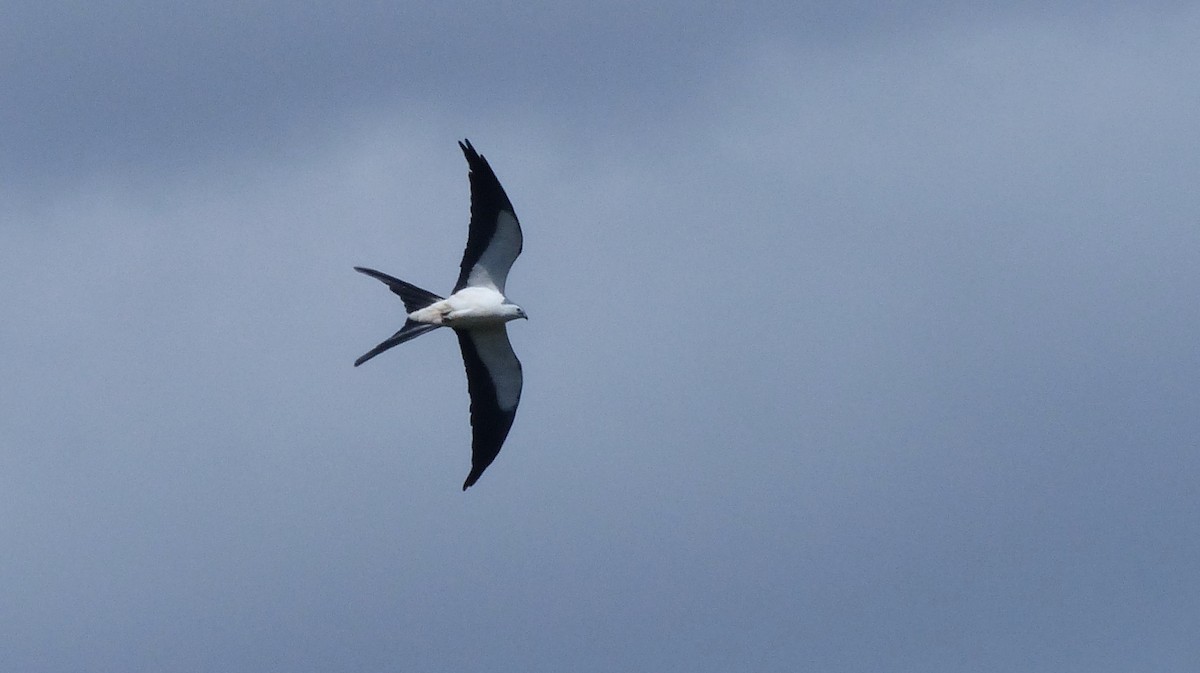 Swallow-tailed Kite - ML51122971