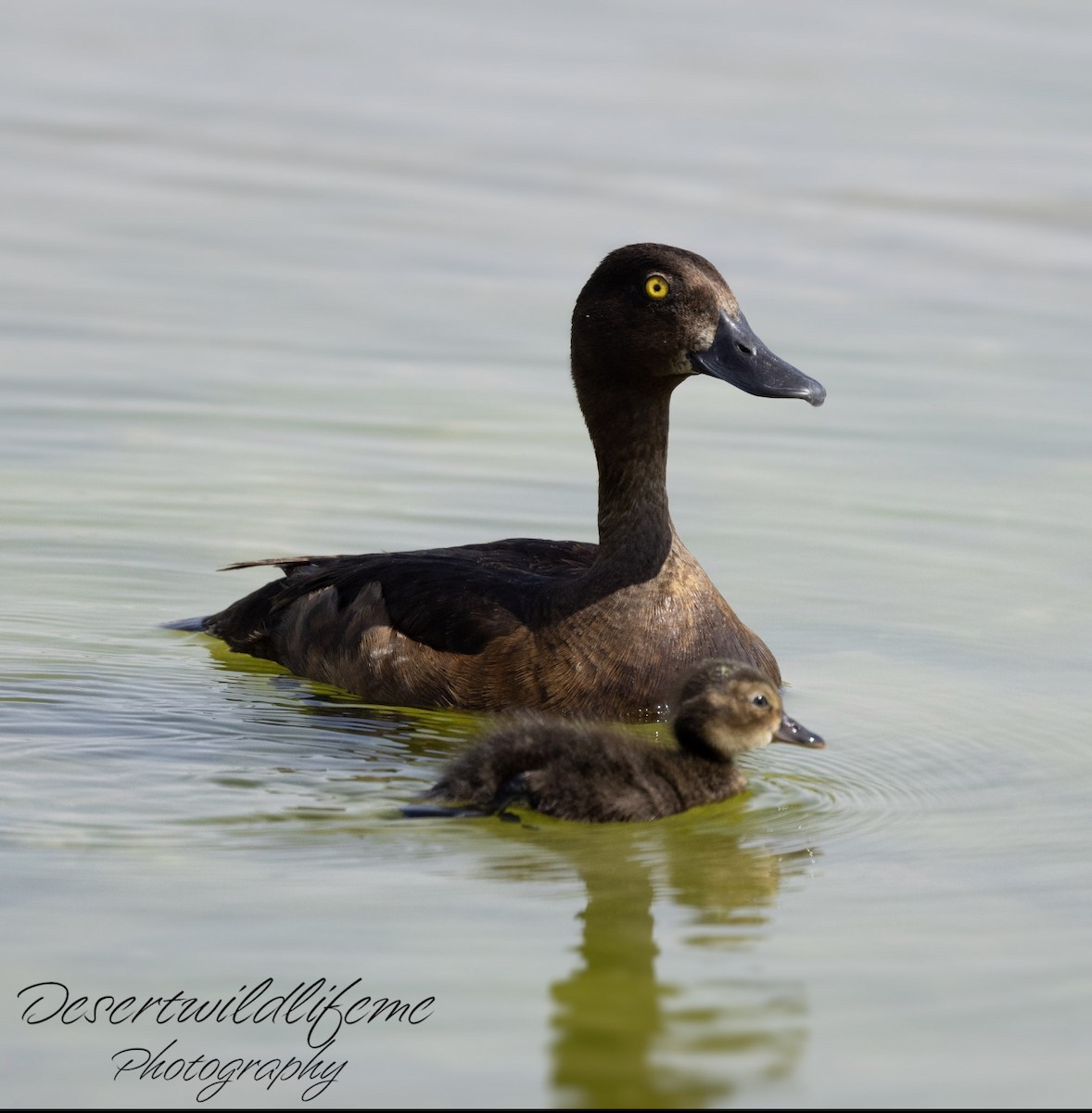 Tufted Duck - ML511231261