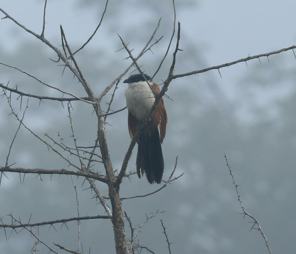 Coppery-tailed Coucal - Joseph Tobias
