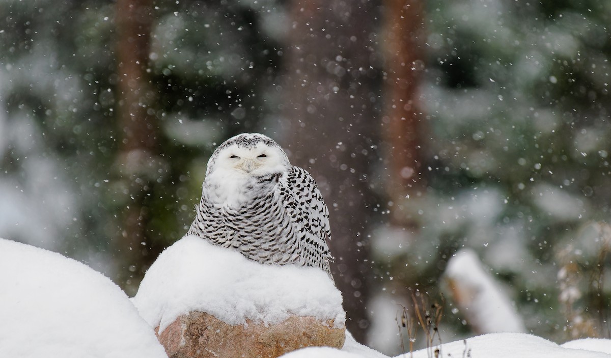 Snowy Owl - ML511236621