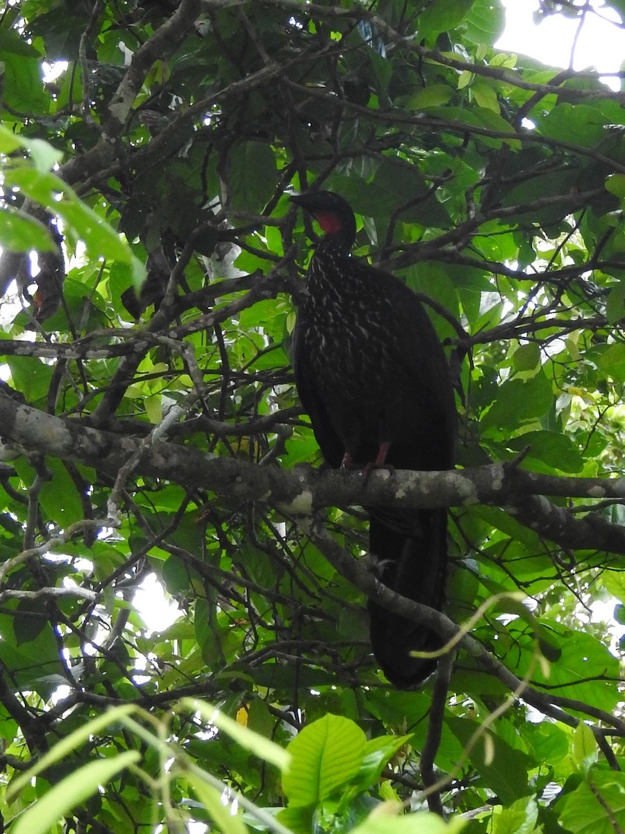 Crested Guan - ML511238711