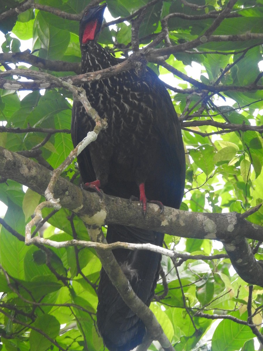 Crested Guan - ML511238721