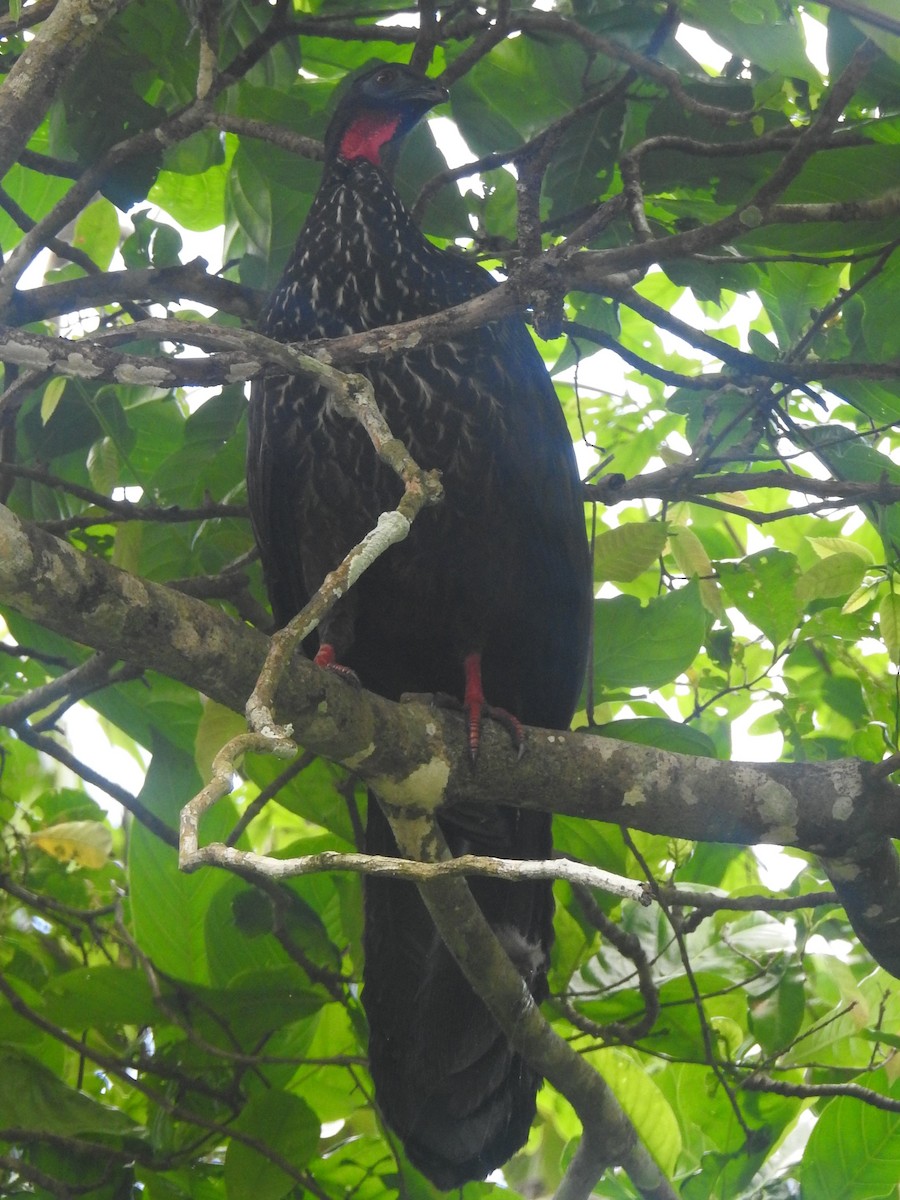 Crested Guan - ML511238731