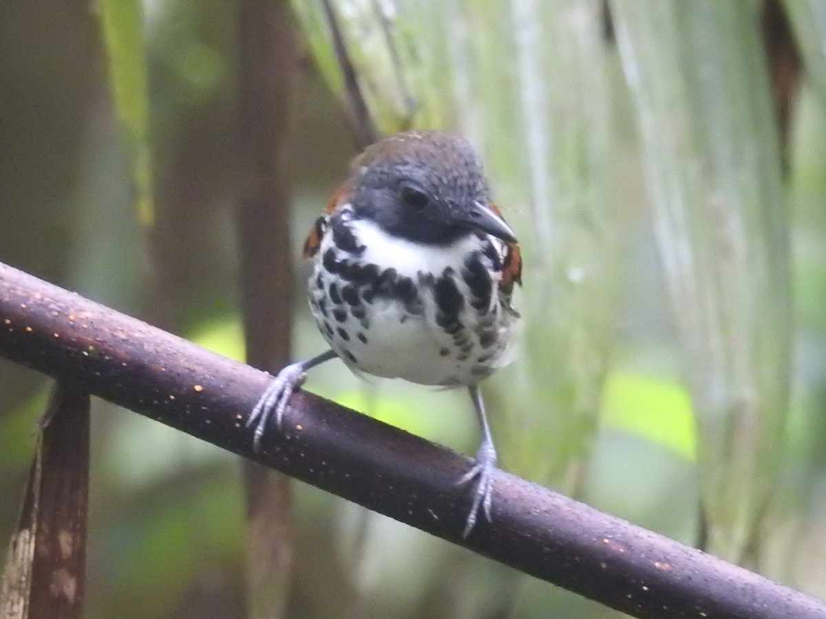 Spotted Antbird - ML511238961
