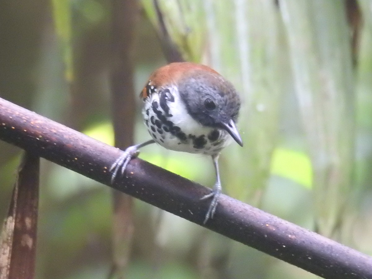 Spotted Antbird - ML511238971