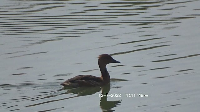 Fulvous Whistling-Duck - ML511239911