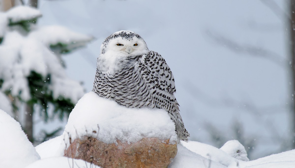 Snowy Owl - ML511240711
