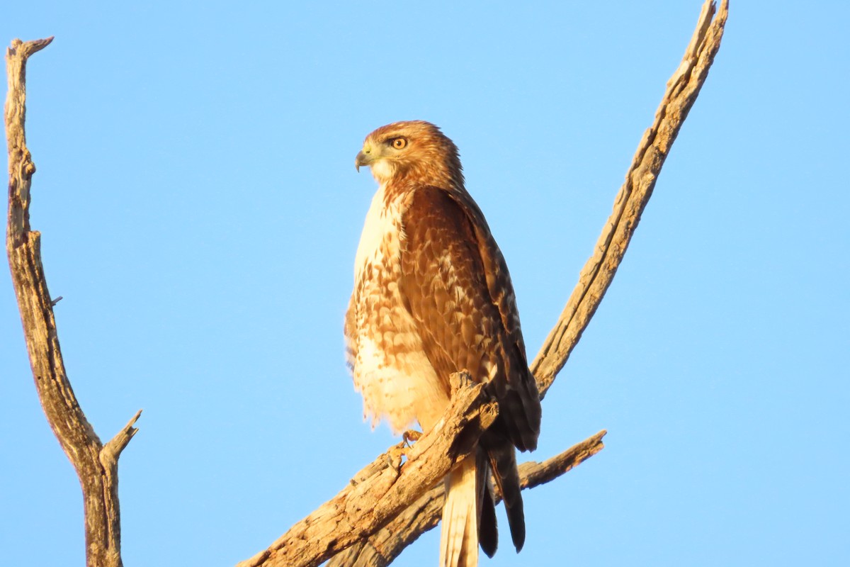 Red-tailed Hawk - ML511240951