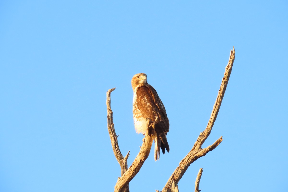 Red-tailed Hawk - ML511240961
