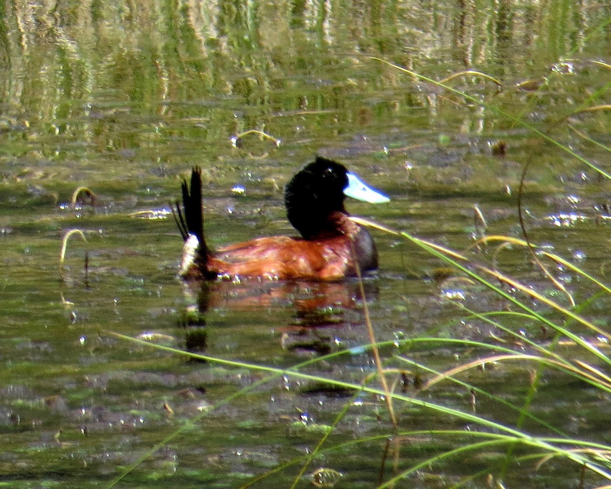 Andean Duck - ML511241871