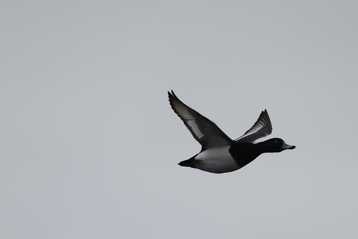 Tufted Duck - ML511242821