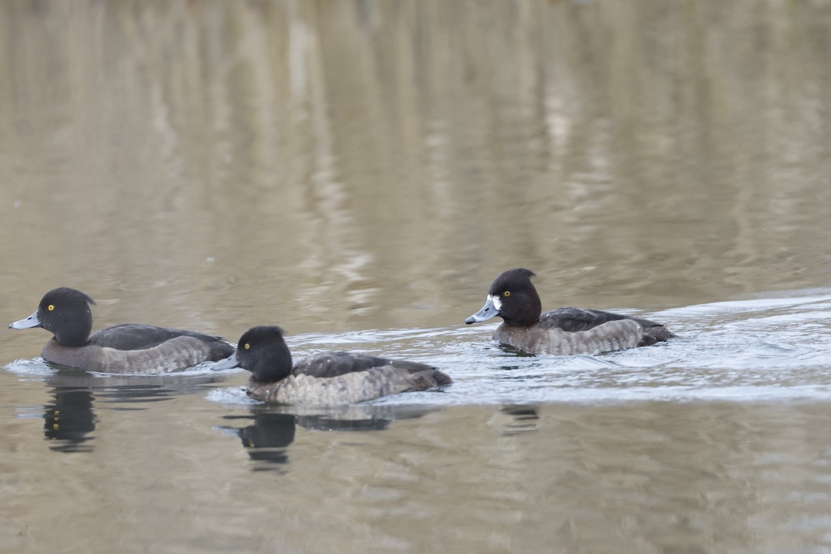 Tufted Duck - ML511243241