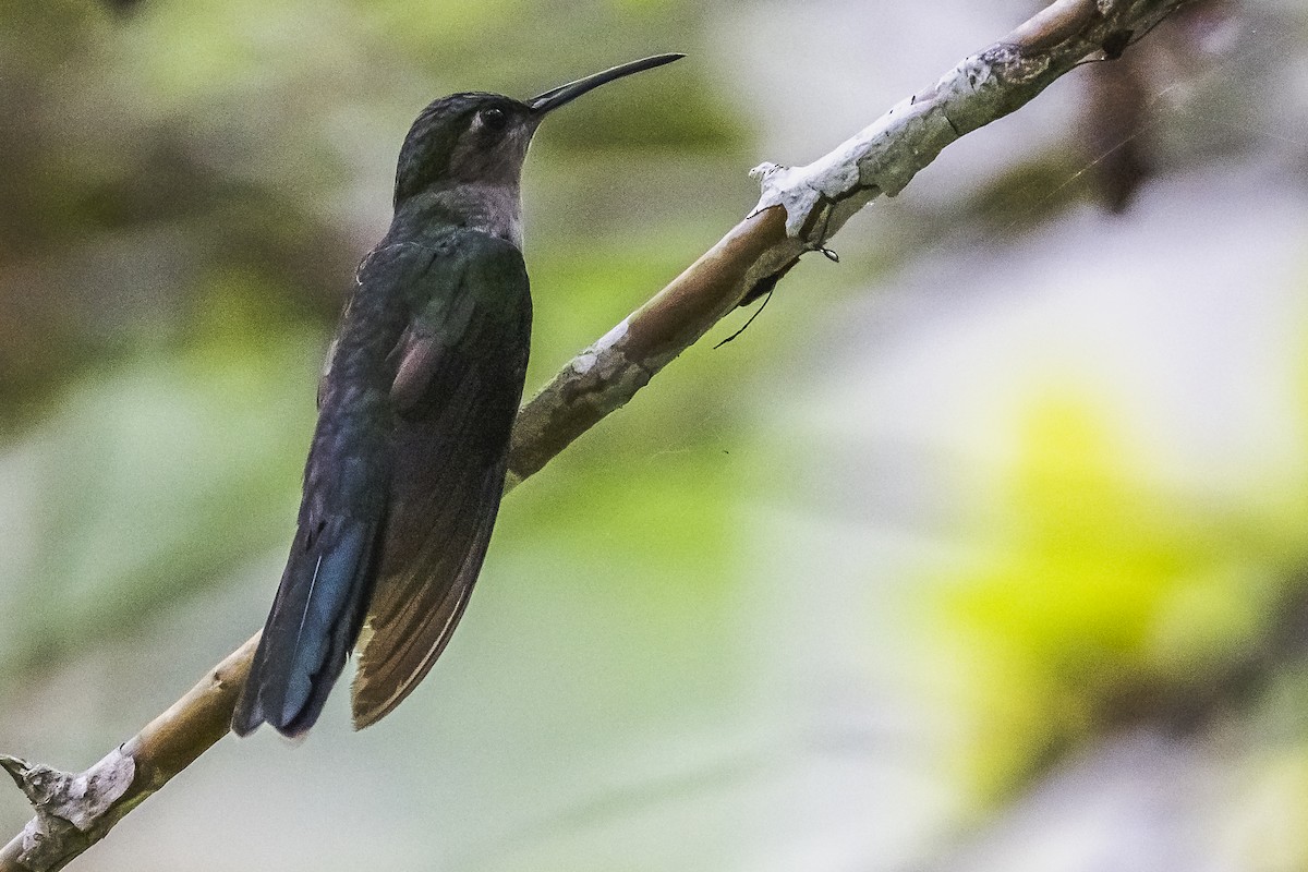Gray-breasted Sabrewing - ML511243481