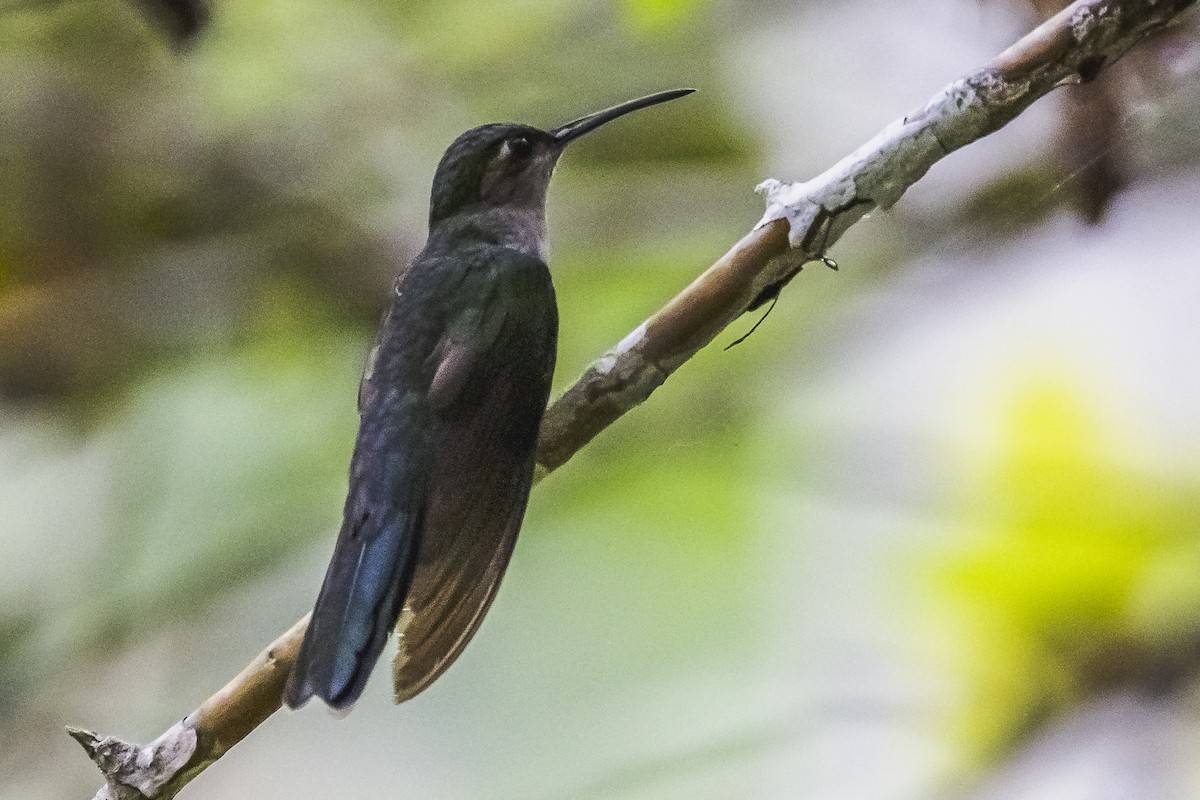 Gray-breasted Sabrewing - ML511243491