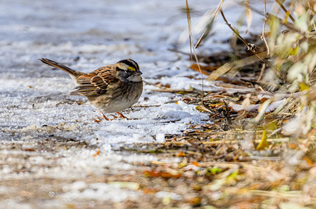 White-throated Sparrow - ML511243891
