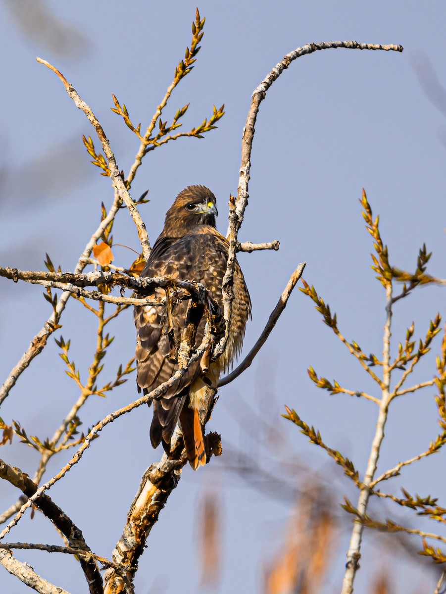 Red-tailed Hawk - ML511243961