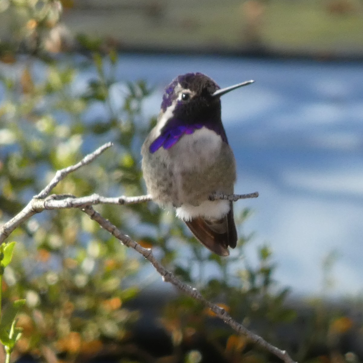 Costa's Hummingbird - ML511244091