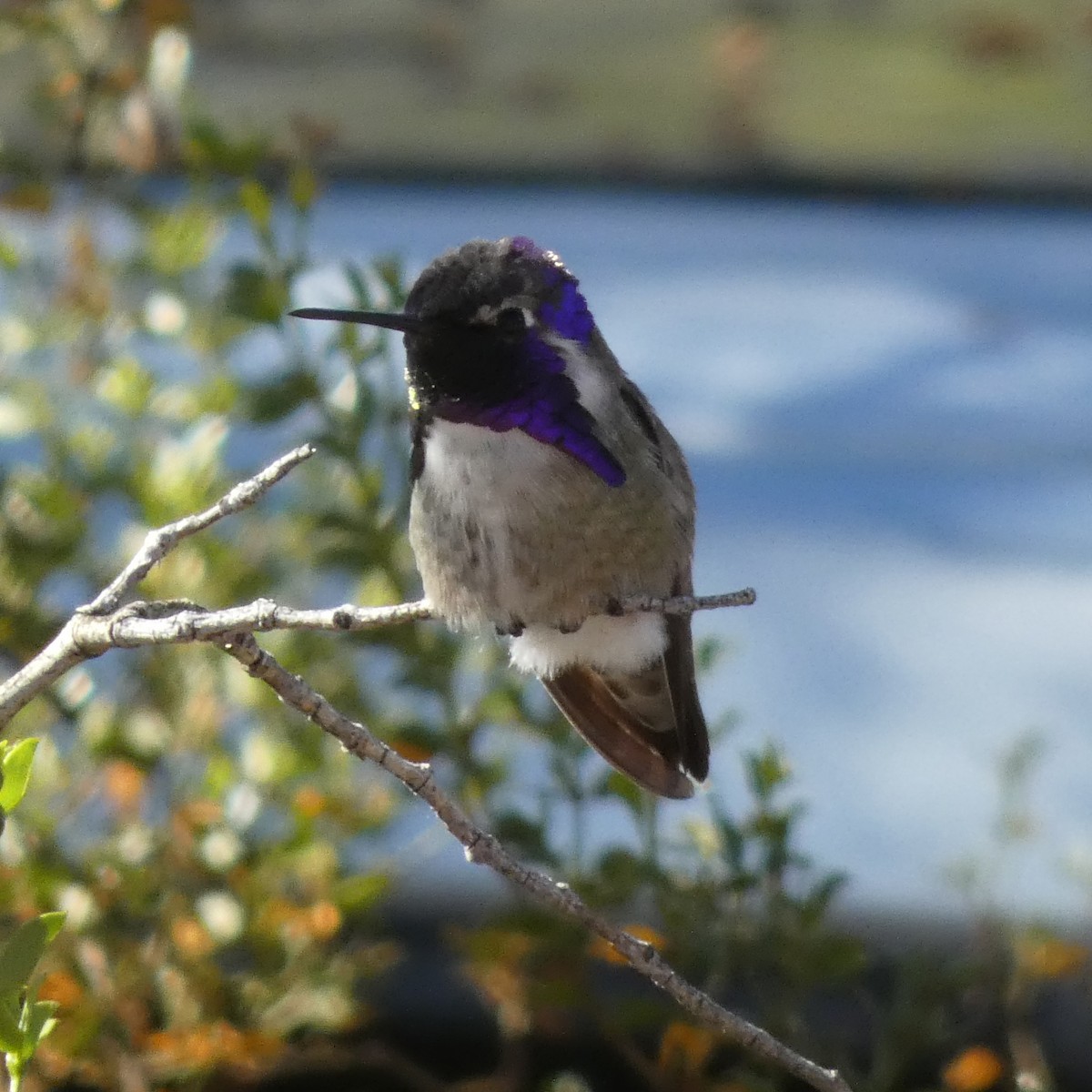 Costa's Hummingbird - ML511244101