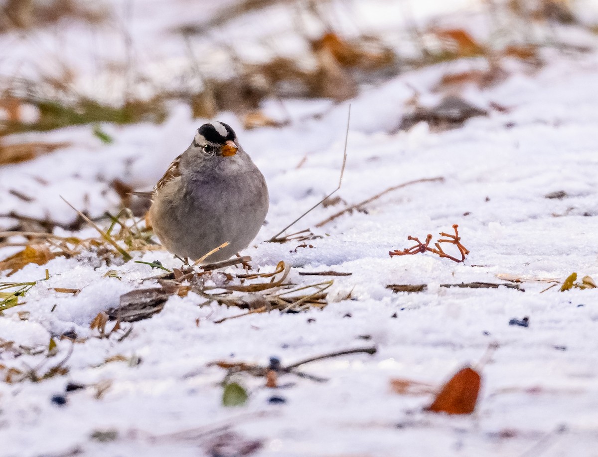 White-crowned Sparrow - ML511244151