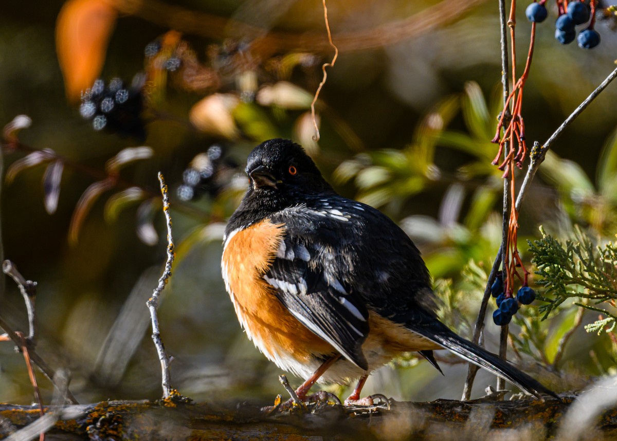 Spotted Towhee - ML511244191