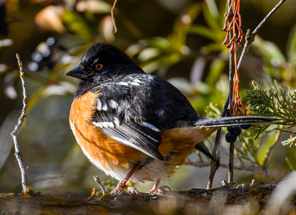 Spotted Towhee - ML511244201