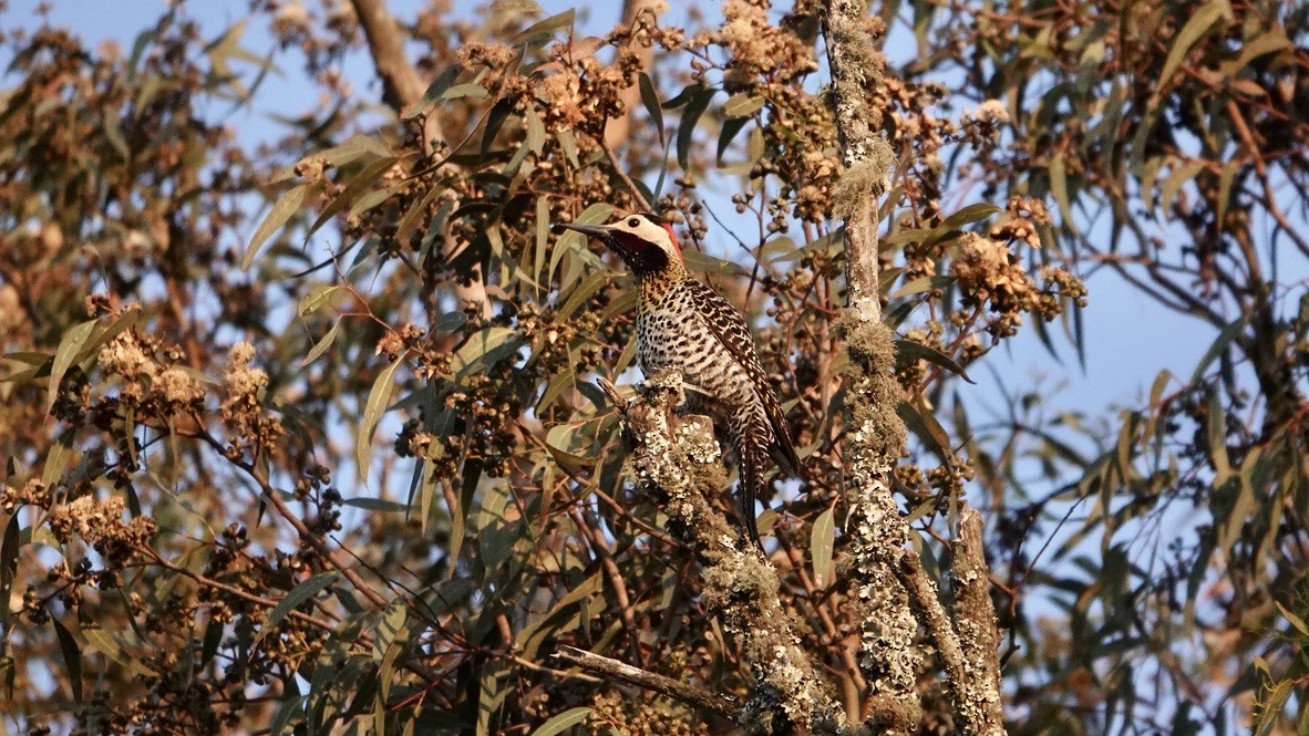 Green-barred Woodpecker - ML511244521