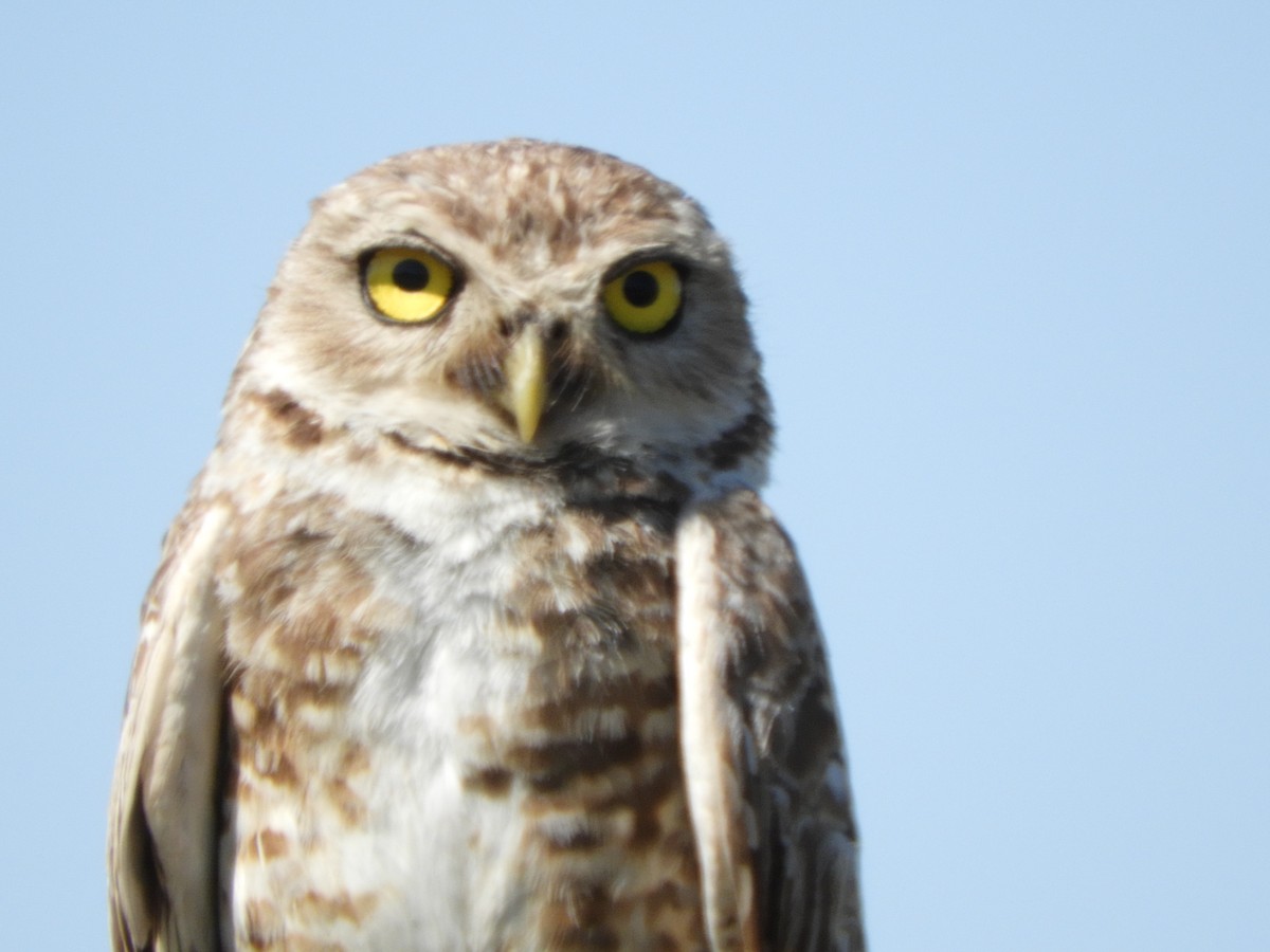 Burrowing Owl - ML511245911