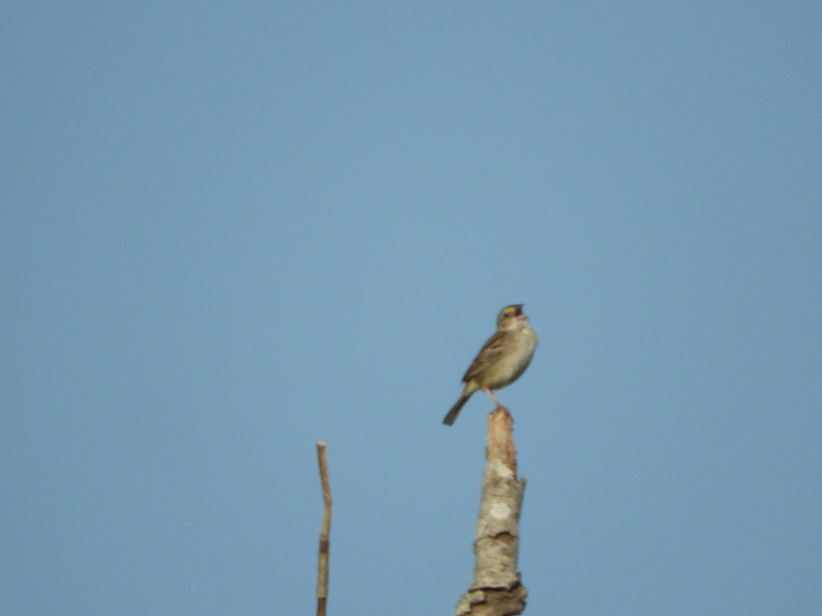 Grassland Sparrow - ML511246651