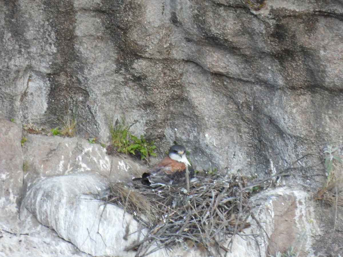 Variable Hawk (Red-backed) - ML511247671