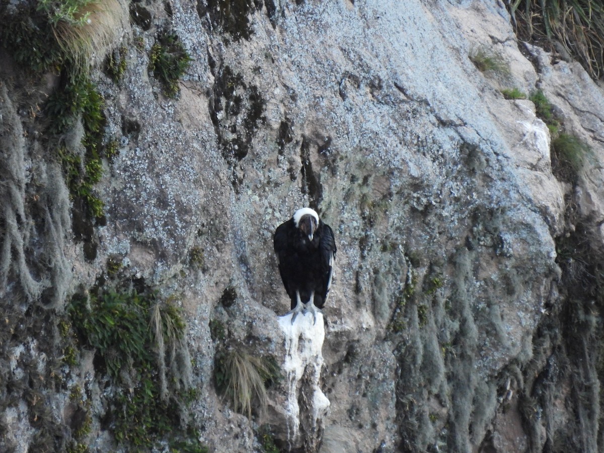 Andean Condor - ML511247721