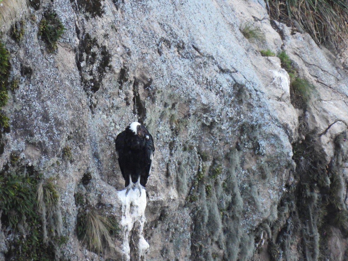 Andean Condor - ML511247731