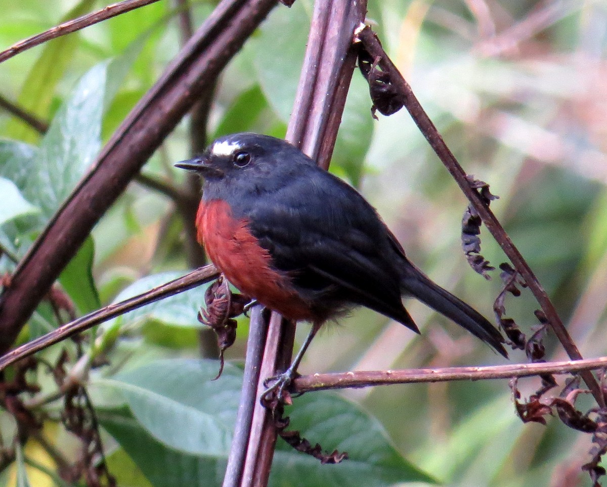 Chestnut-bellied Chat-Tyrant - Pam Campbell