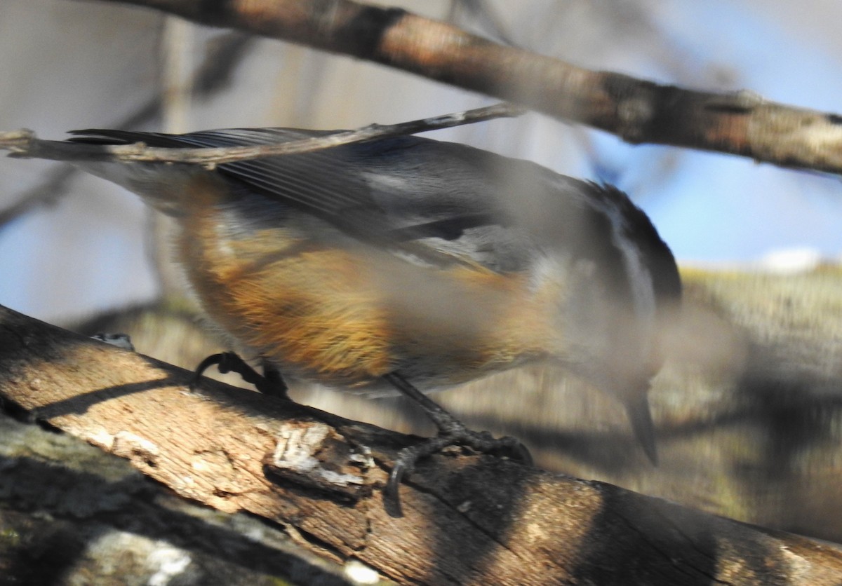 Red-breasted Nuthatch - ML511257321