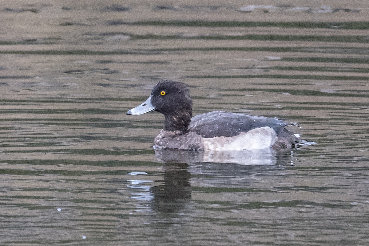 Tufted Duck - ML511259201