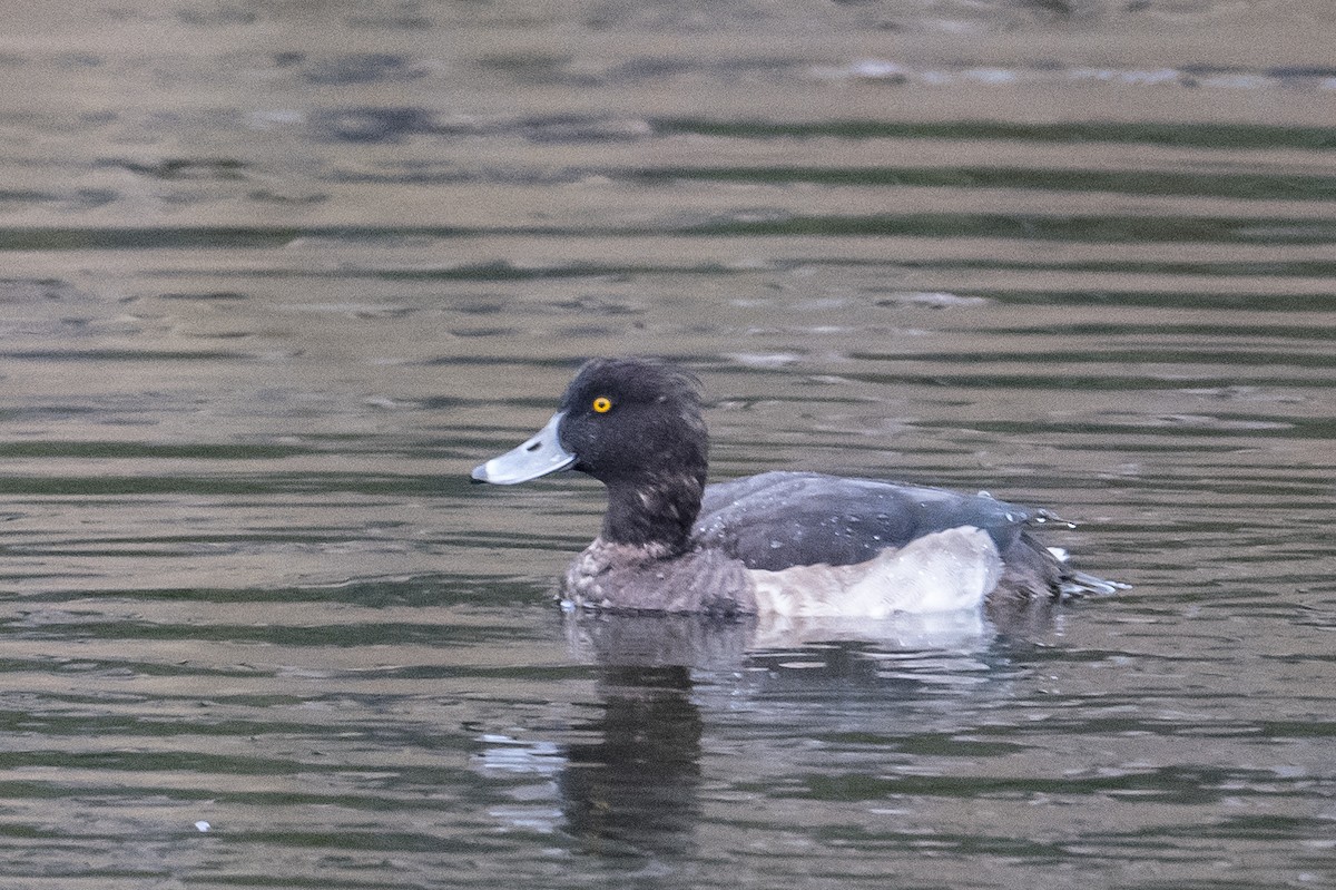 Tufted Duck - ML511259211