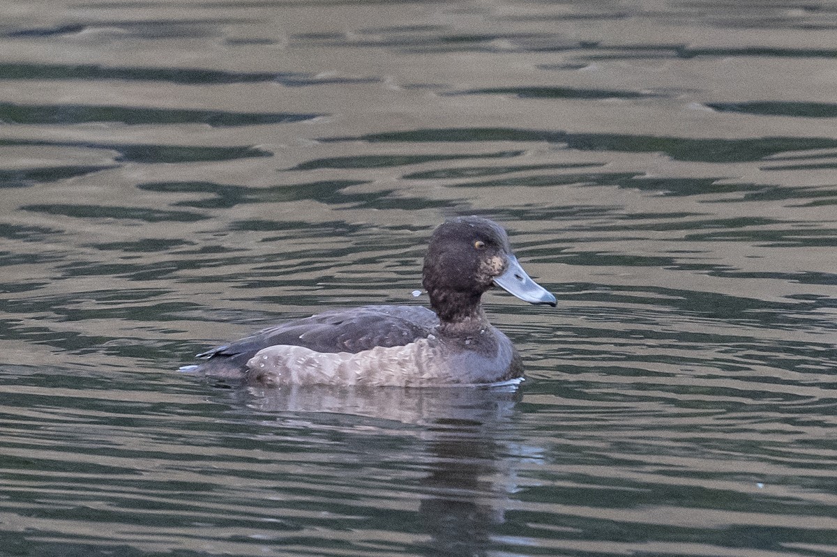 Tufted Duck - ML511259221
