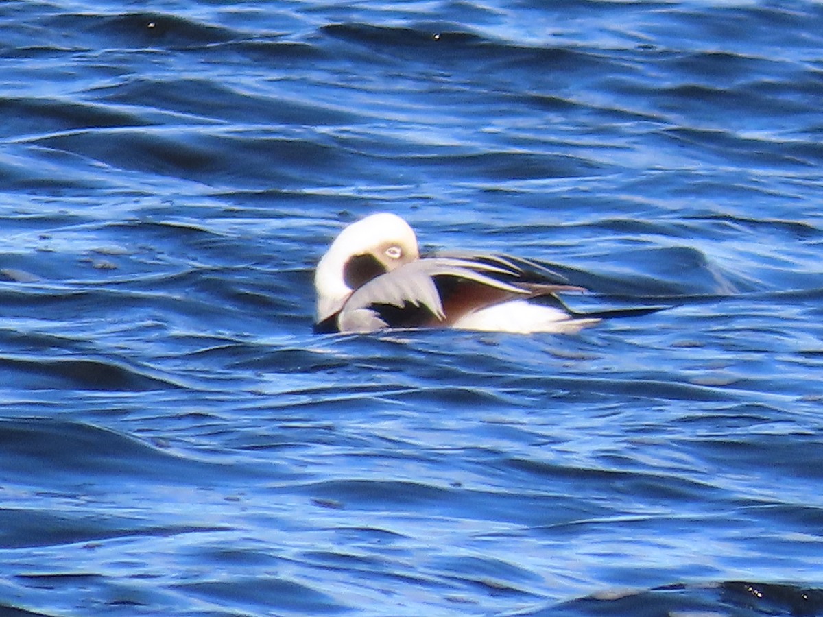 Long-tailed Duck - ML511260781