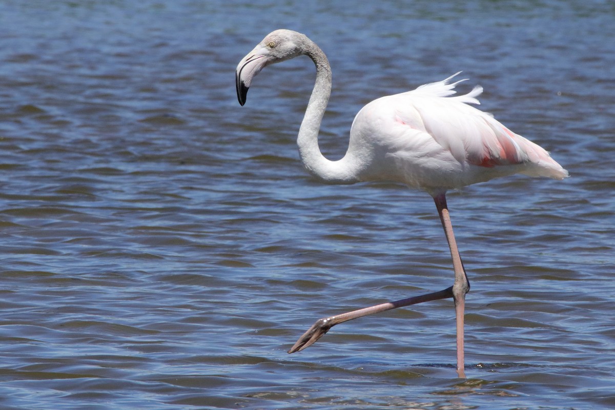 Greater Flamingo - ML511265661