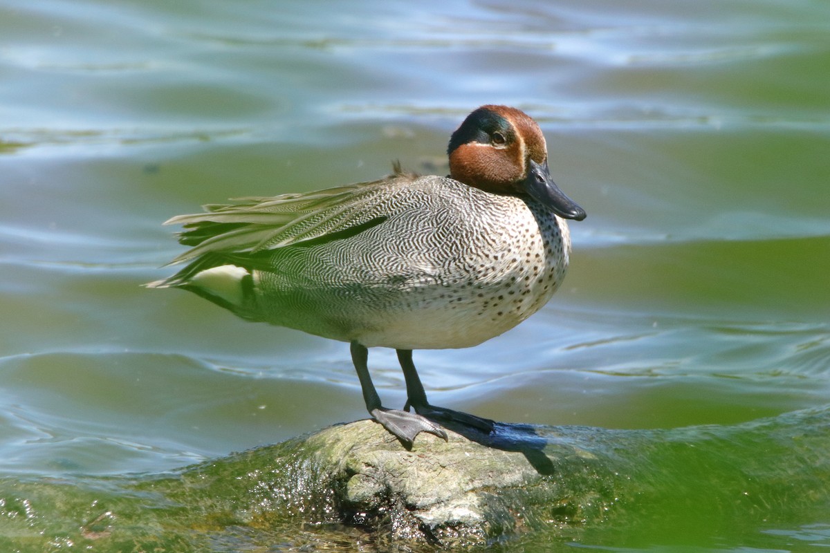 Green-winged Teal - ML511265831
