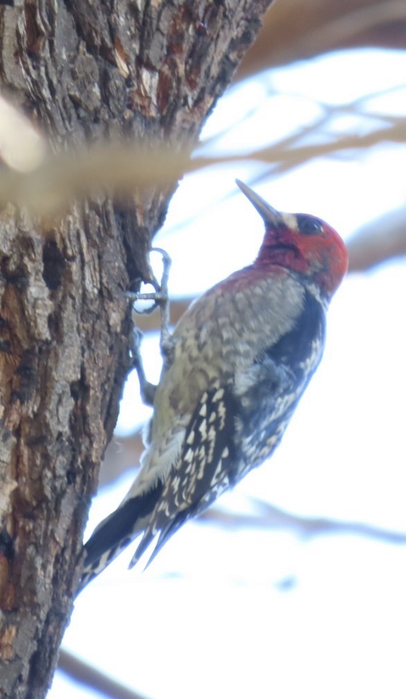 Red-breasted Sapsucker - ML511269191