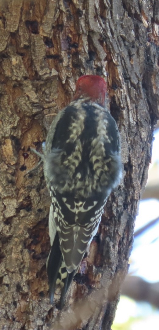 Red-breasted Sapsucker - ML511269201