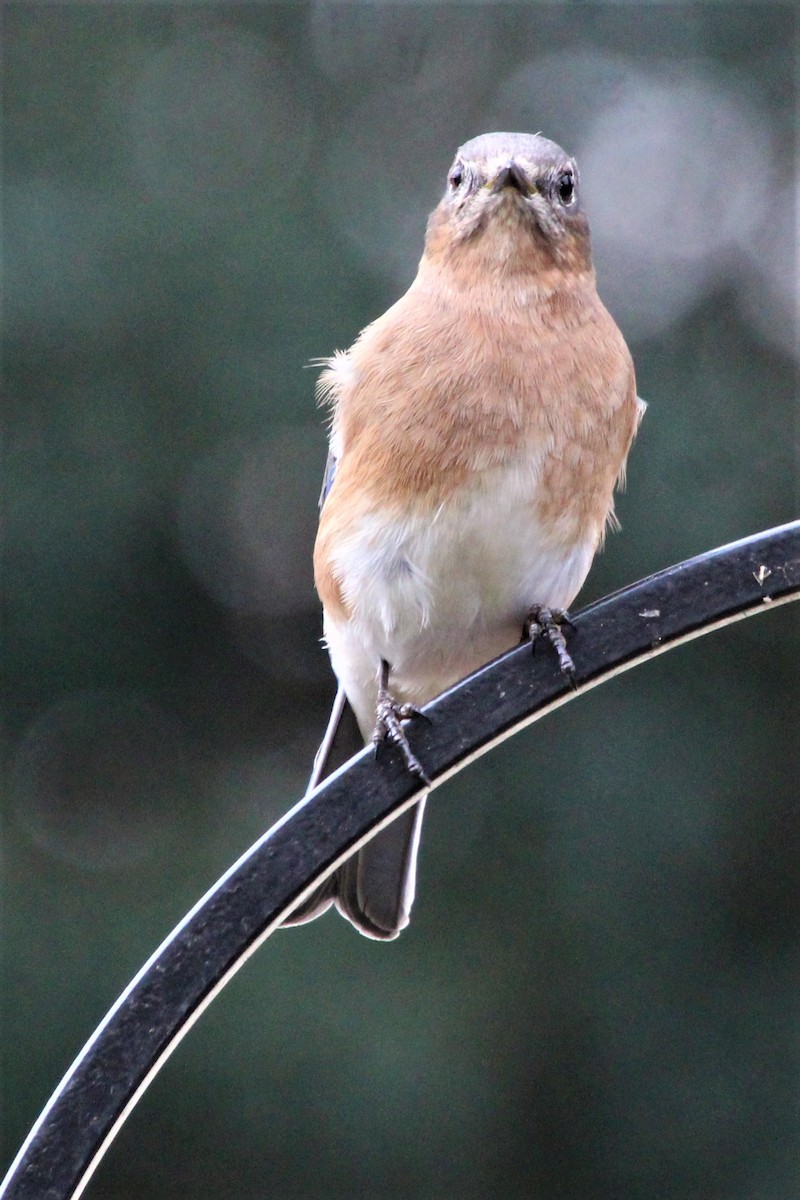 ml511272691-eastern-bluebird-macaulay-library