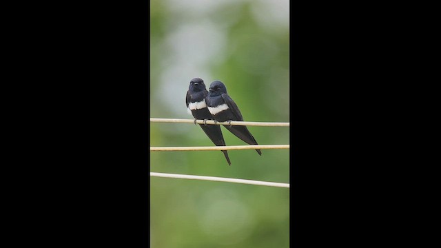 White-banded Swallow - ML511275111