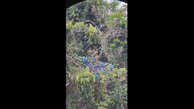 Blue-and-yellow Macaw - ML511276261