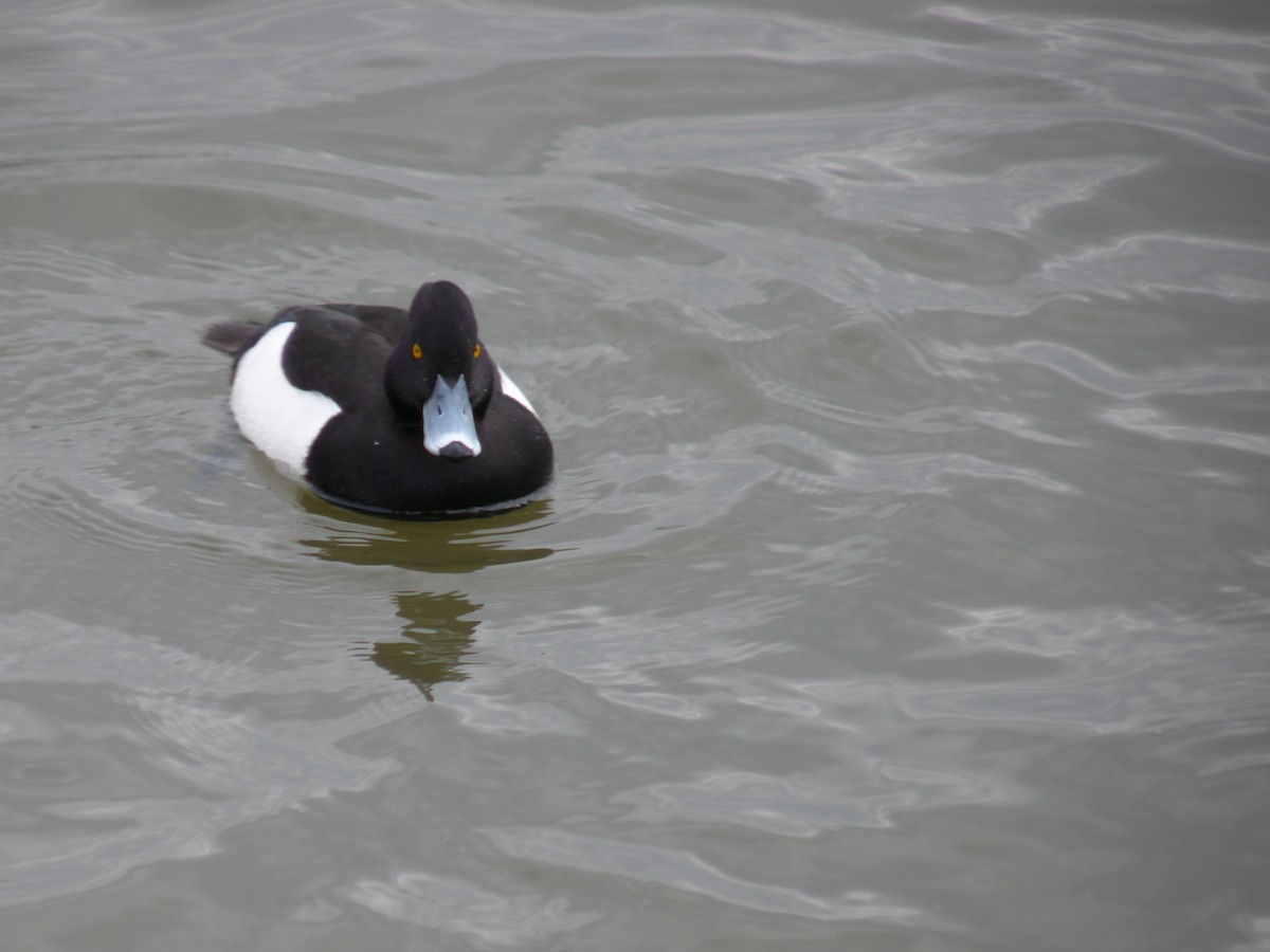 Tufted Duck - ML511284911