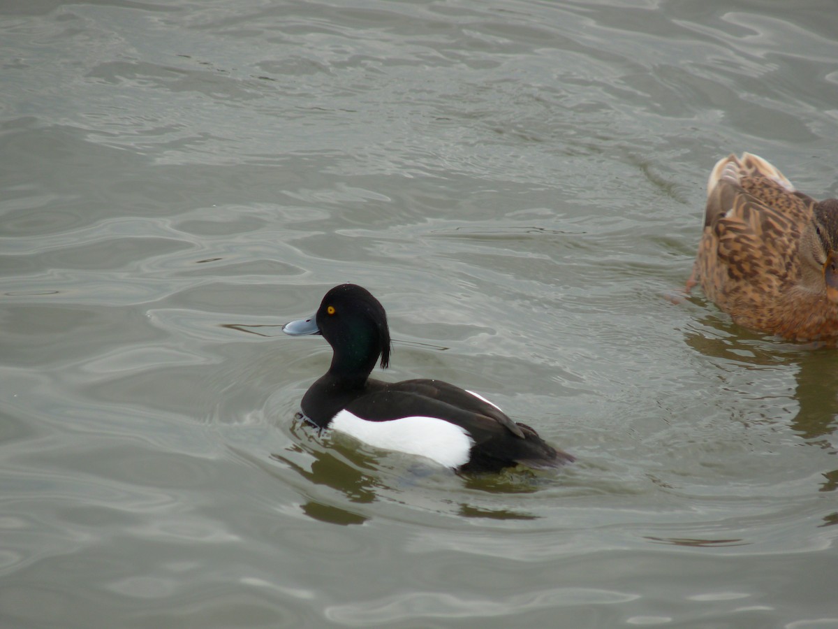 Tufted Duck - ML511285051