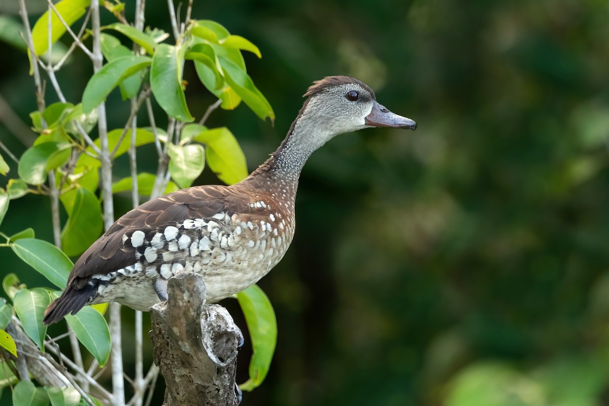 Spotted Whistling-Duck - ML511285121