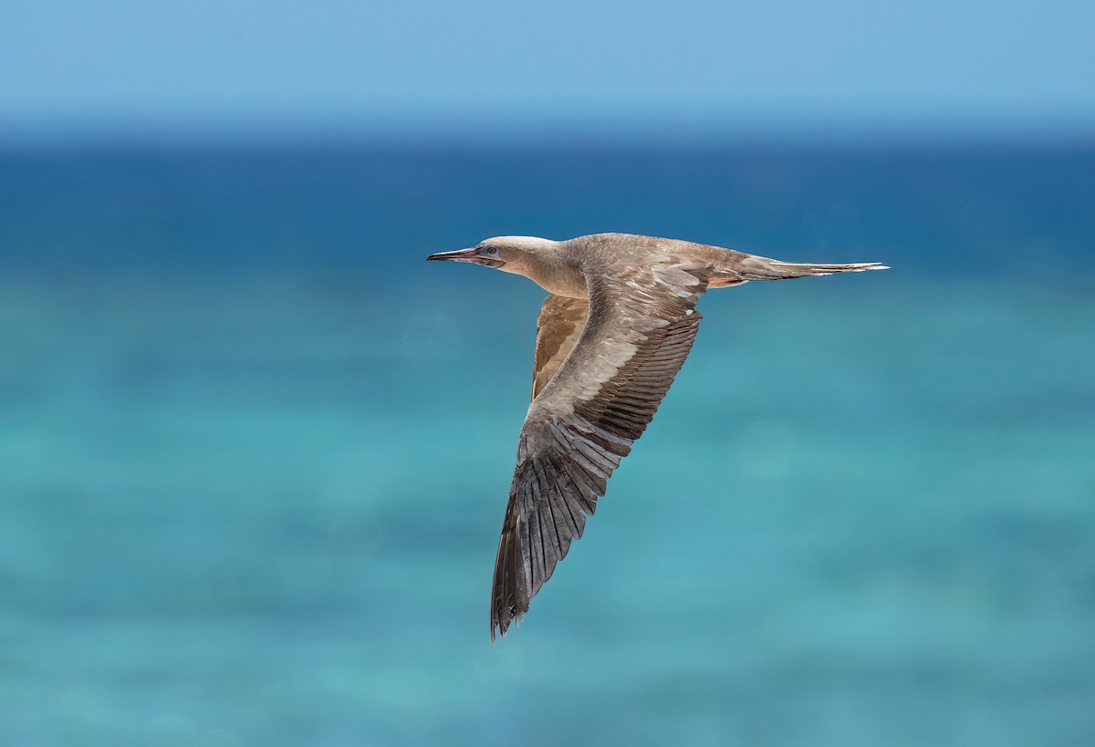 Red-footed Booby - ML511286291