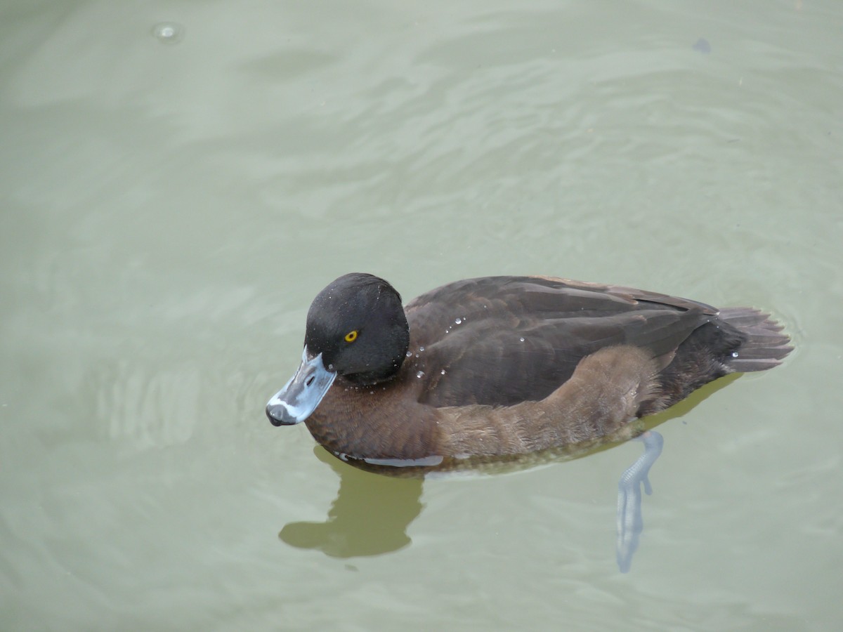 Tufted Duck - ML511286991